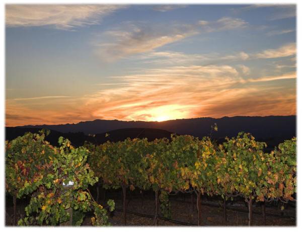 Hotel The Eden House Vineyard Templeton Exterior foto